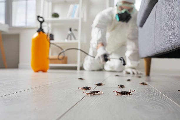 Commercial Kitchen Cockroach Control in Woxall